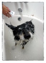 Bath time for Bruno (Phil Rose)