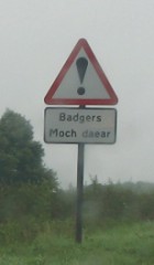 welsh badgers
